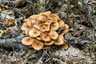 Csoportos tuskógomba (Desarmillaria tabescens), Mátra